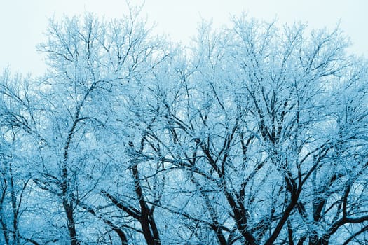 winter forest and branches in the snow during the day.