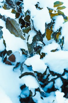 barberry close up branches in the snow.