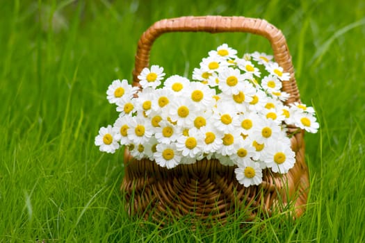 Basket with daisies on grass