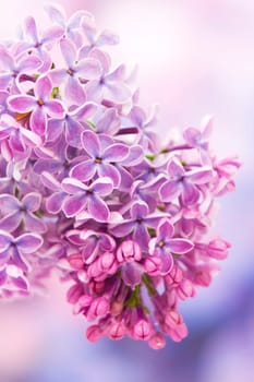 Blooming lilac flowers. Macro photo.