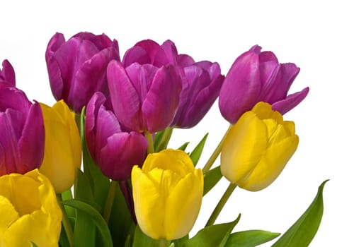 Tulips
