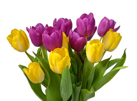 Tulips