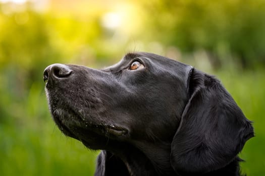 A black Labrador looks up with his eyes slanted.