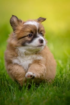 A very young dog puppy runs across a meadow.