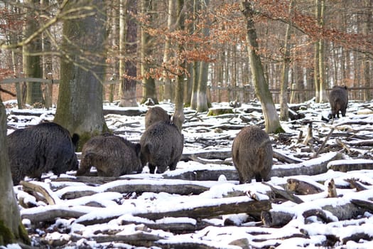 Wild boar