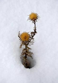 Thistle in the Snow