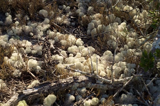 Close up of natural sponges growing wild in tropical florida on a sunny day.