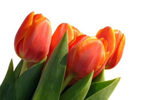 red tulips,white background