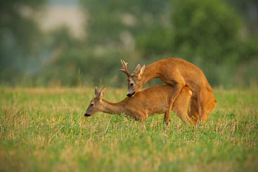 Roe deer, capreolus capreolus, couple copulating in rutting season. Wild animals reproducing. Mammals having sex. Mating behavior in summer rain.