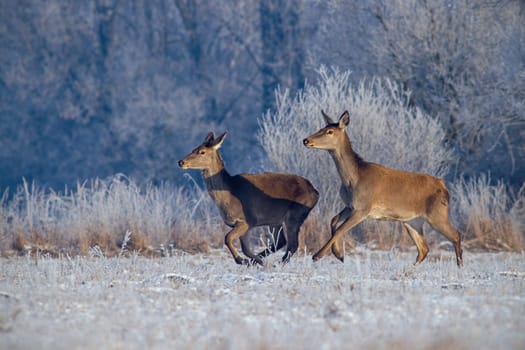 Red deer, cervus elaphus, running on meadow with frost covered grass in winter. Wildlife scenery with animals in motion on snow.