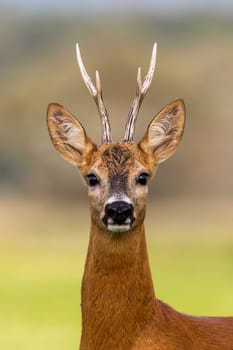 Portrait of a roe deer, capreolus capreolus, buck in summer with clear blurred background. Detail of rebuck head. Clouse-up of wild animal in natural environment.