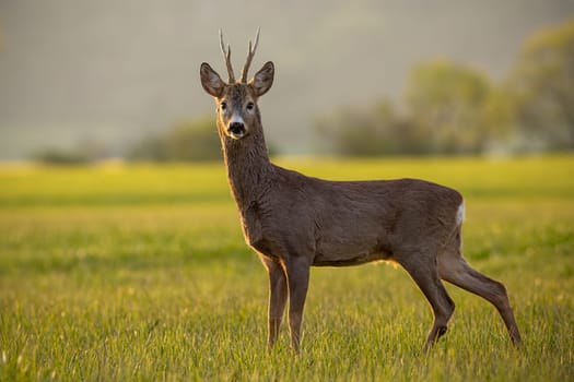 Roe deer, capreolus capreolus, buck in spring time at sunset. Backlit wild deer in nature.