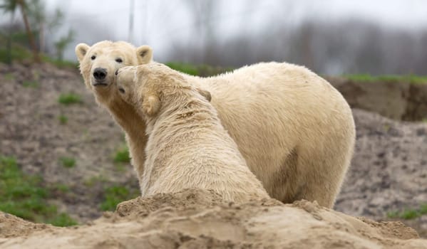 Two polar bears seeking attention at eachother