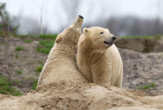 Two polar bears seeking attention at eachother