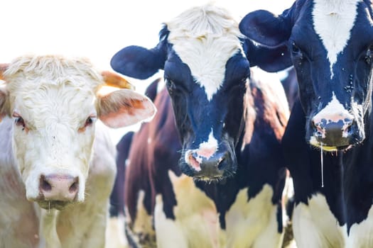 Cows staring with slobber and flies, backlighted