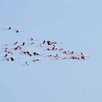 Flock of pink flamingos from "Delta del Po"" lagoon, Italy. Nature panorama"