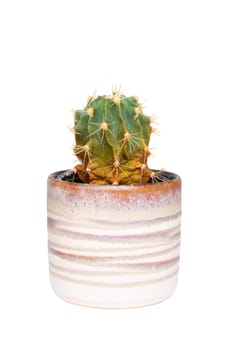 Cactus isolated. Close-up of cactus in a decorative ceramic pot. Macro of succulent isolated on a white background.