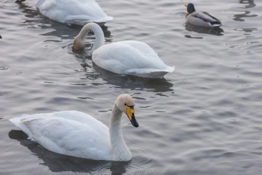 Beautiful white whooping swans swimming in the nonfreezing winter lake. The place of wintering of swans, Altay, Siberia, Russia.