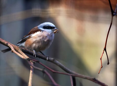 Male red-backed shrike Lanius collurio with prey