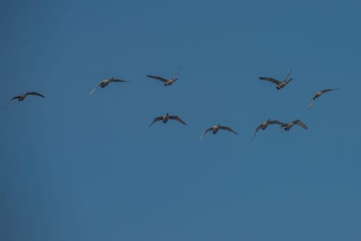 Flying white whooping swans, Altay, Siberia Russia