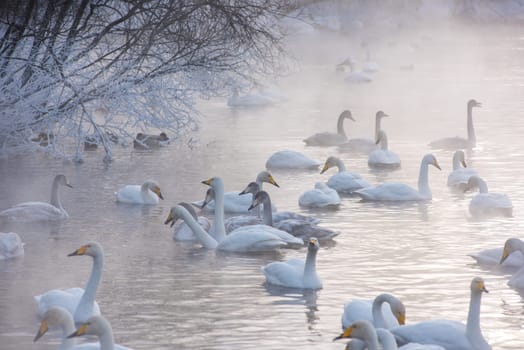 Beautiful white whooping swans swimming in the nonfreezing winter lake. The place of wintering of swans, Altay, Siberia, Russia.