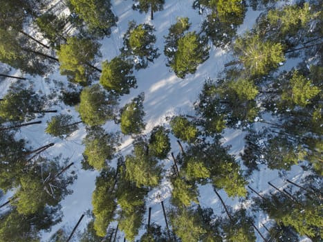 Aerial view of winter siberian forest