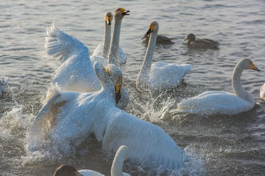 Fighting white whooping swans swimming in the nonfreezing winter lake. The place of wintering of swans, Altay, Siberia, Russia.