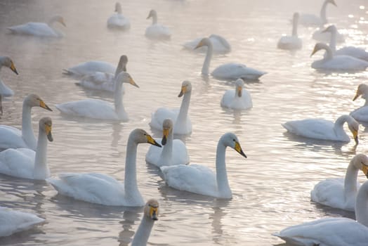 Beautiful white whooping swans swimming in the nonfreezing winter lake. The place of wintering of swans, Altay, Siberia, Russia.