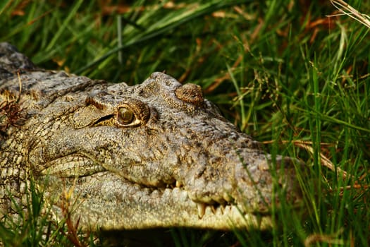 A crocodile looking at you hiding in the shoreline grass.