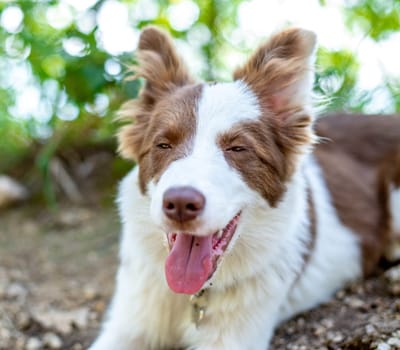 Brown border collie dog sitting