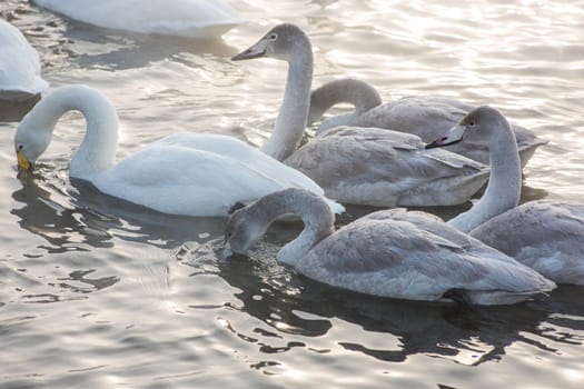 Group of Beautiful white whooping swans swimming in the nonfreezing winter lake. Age birds with their young brood, family concept