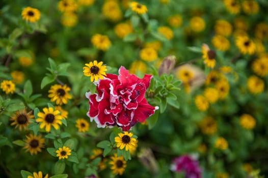 Field of yellow flowers of orange coneflower also called rudbeckia, with pink roses flower