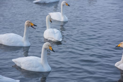 Beautiful white whooping swans swimming in the nonfreezing winter lake. The place of wintering of swans, Altay, Siberia, Russia.