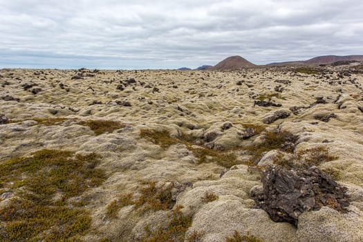 Icelandic nature landscape scenery white moss. Wide angle shot of arctic nature in summer.