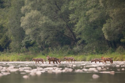 Wolf pack, canis lupus, of seven crossing river in wilderness. Wildlife nature scenery of group of animals moving across water stream. Animal predators on a hunt