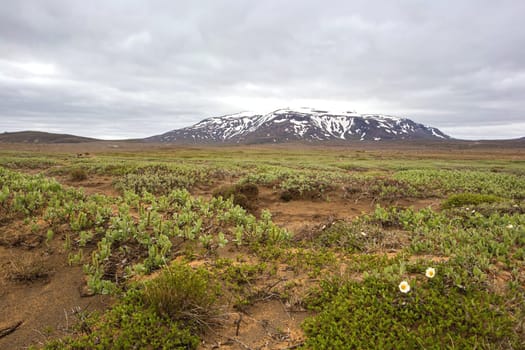 Icelandic nature landscape scenery near Hvitarnes. Low green vegetation and white flowers in foreground and hill covered with snow in background. Nordic nature in summer.