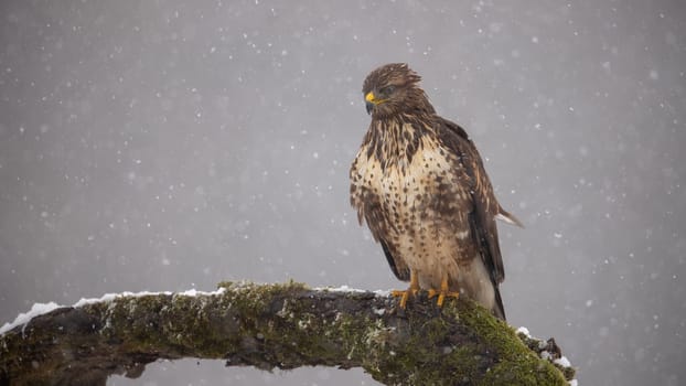 Eurasian Buzzard, Buteo Buteo, on moss covered branch in winter in snowfall. Bird of prey in winter. Animal predator with copy space