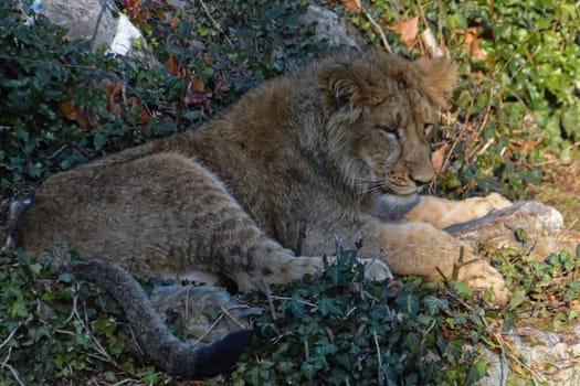 lion
