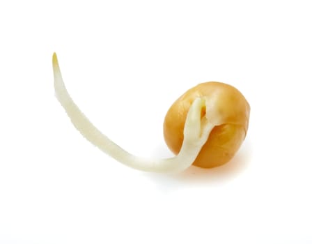Germinated seed of pea isolated on white background.