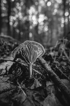 Chanterelle - Cantharellus cibarius - macro shot - black and white with soft bokeh
