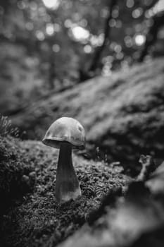 Picture of a fungus on moss-covered deadwood - topic mycology - in black and white - macro shot