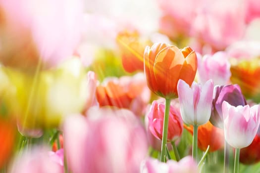 Group of fresh beautiful colorful tulips in bright warm spring sunlight. Close up view.