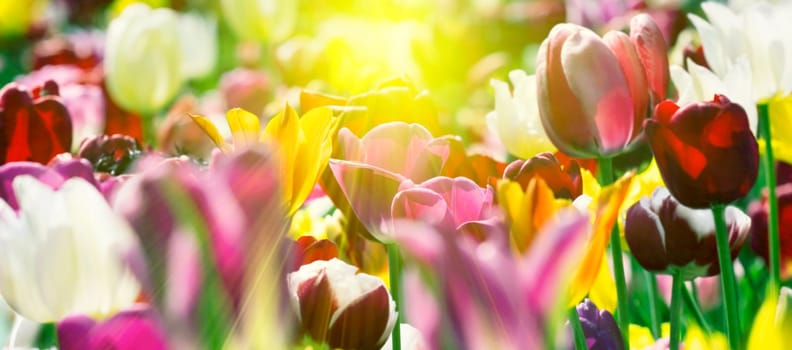 Group of fresh beautiful colorful tulips in bright warm spring sunlight. Close up panorama view.