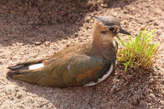 Resting lapwing Vanellus vanellus