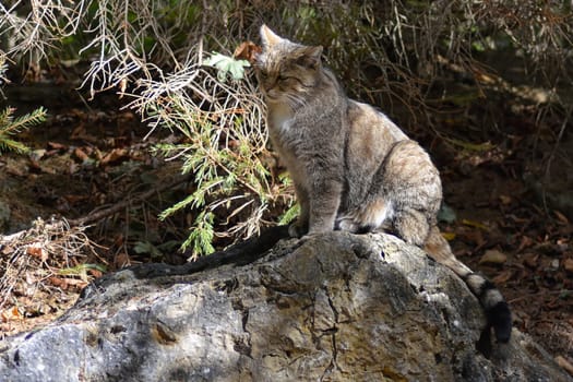 Wild cat