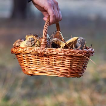 basket with forest mushrooms in a female hand, close up