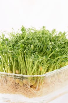 Sprouts of blue peas in a glass container, in dew. Eco-vegan bio-banner for a healthy way of living. Green natural texture background. Close-up.