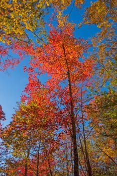 Spectacular Red Maple in the Fall in Cumberland Gap National Park in Kentucky