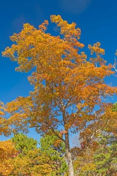 Oak Tree in Fall Colors in Cumberland Gap Historical Park in Kentucky