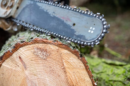 worn chainsaw on fresh felled tree